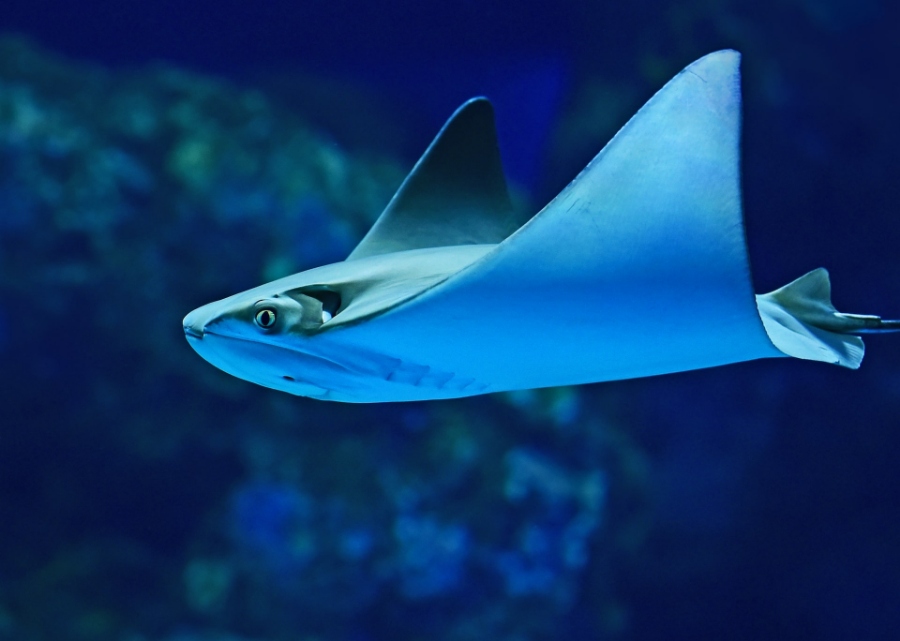 Cownose Ray 1