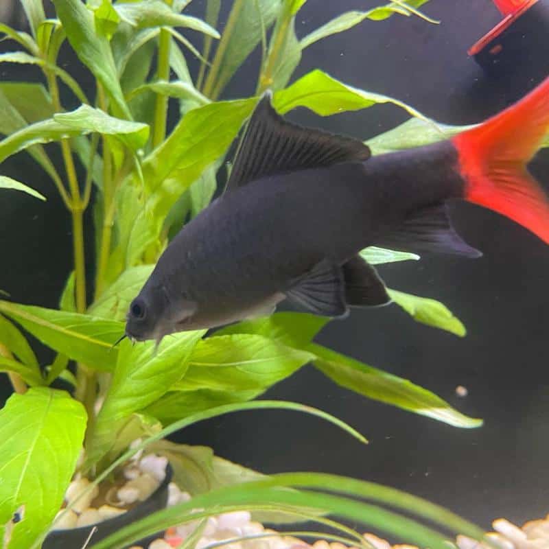 Red Tail Black Fish