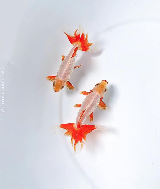 Watonai Goldfish