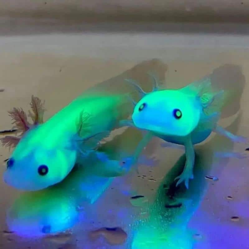 What Do GFP Axolotls Look Like