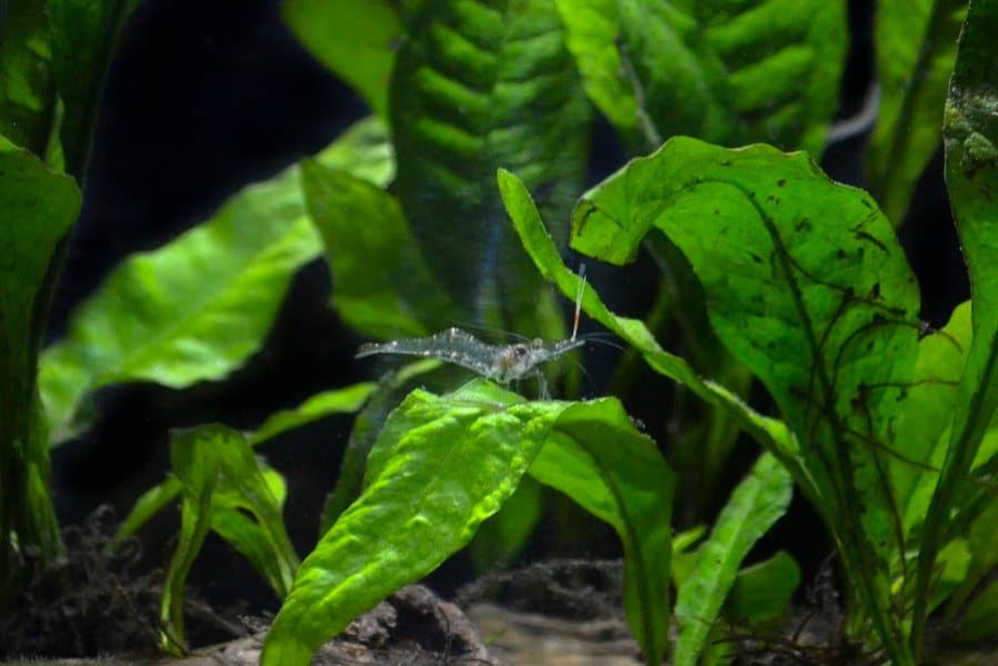 Can Peaceful Ghost Shrimp Live with Bettas?