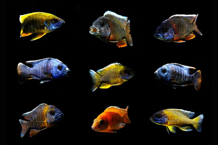 Different African Cichlid Species and Their Life Expectancy