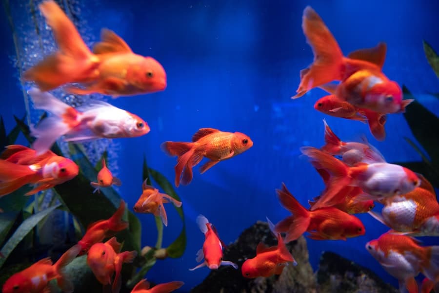 How to Change Your Goldfish's Aquarium Water Safely