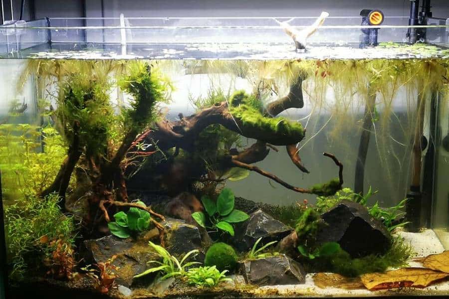 How to Get Rid of Algae in the Fish Tank