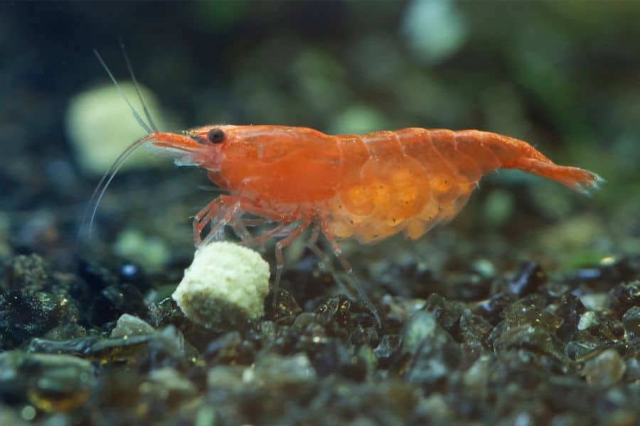 Pregnant red cherry shrimp