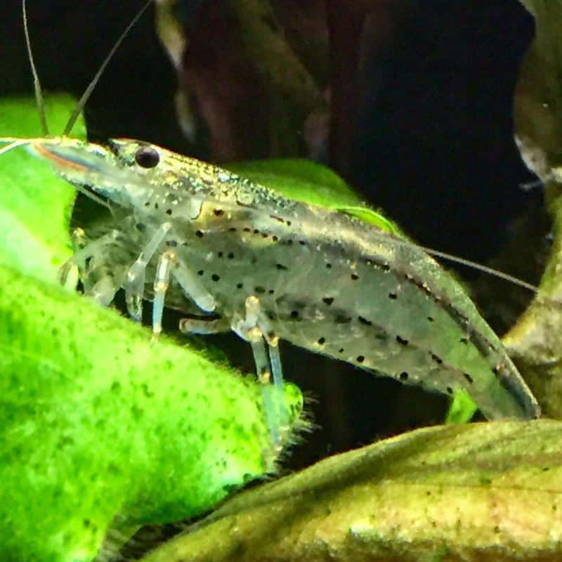 Shrimp eating algaes