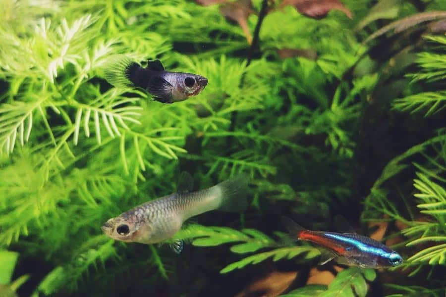 9 Best Small Fish for 1 Gallon Tank - AC Aquarium Life