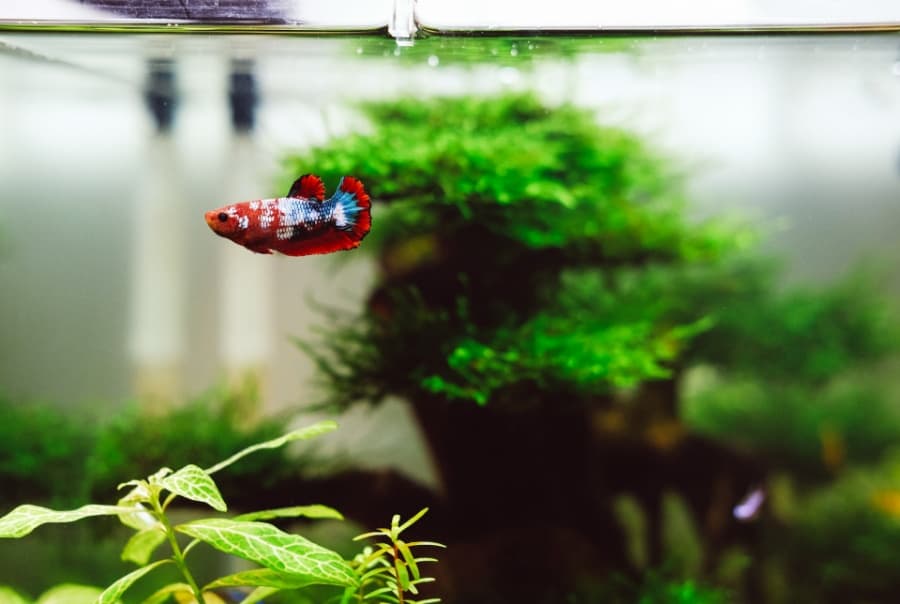 Tips When Keeping Guppies and Betta Fish Together