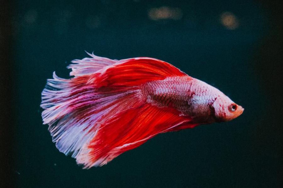 Why Is My Betta Losing Color