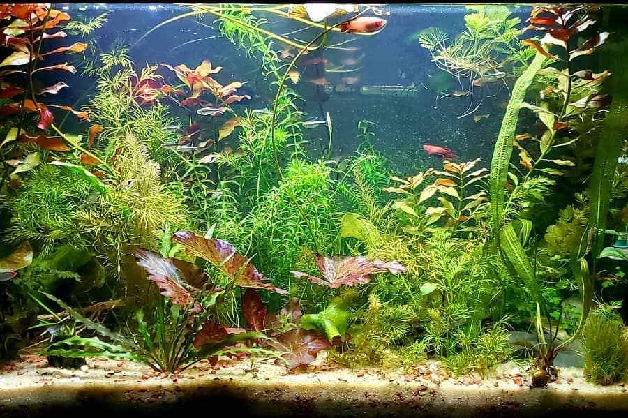 aquarium plants for sand