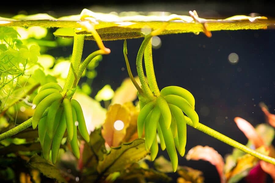 banana plant for aquarium