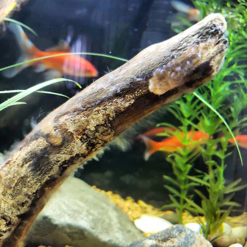 How to Treat White Algae in Your Fish Tank? - AC Aquarium Life