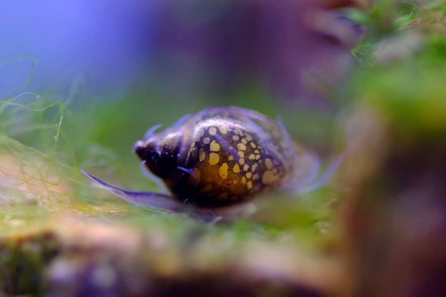 Bladder Snail