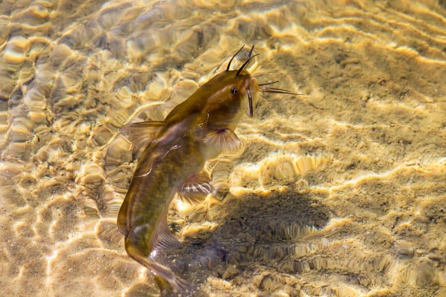 Brown Bullhead Catfish