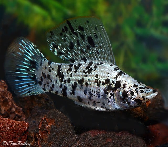 Dalmatian Molly Water Conditions