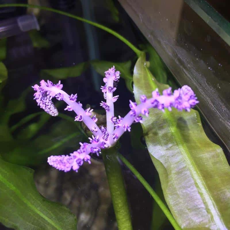 Madagascar Lace Plant Flower