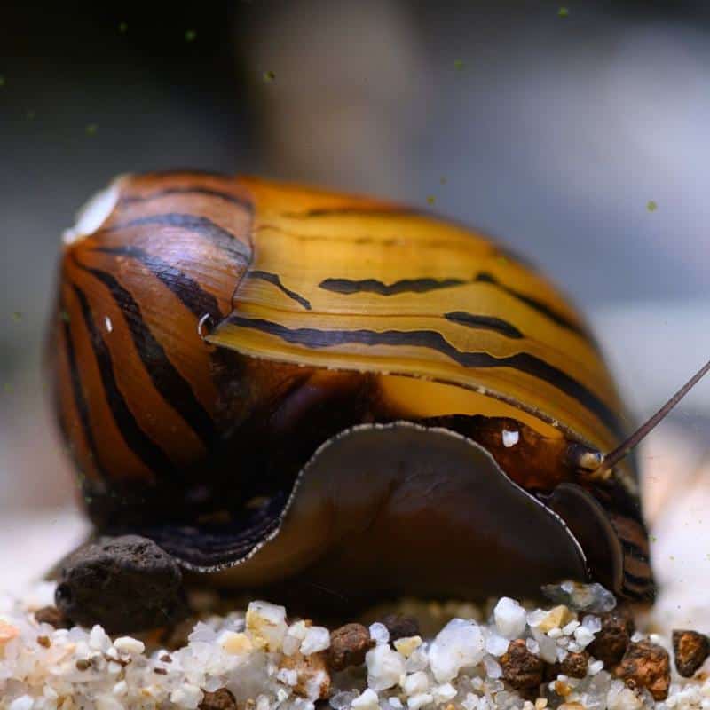 Nerite Snails