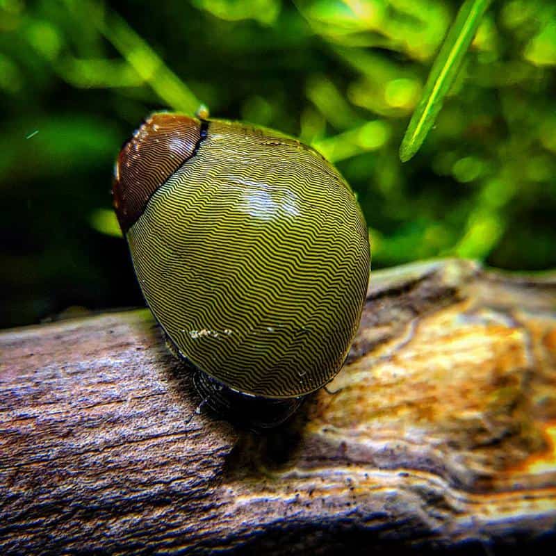 Olive Nerite Snail