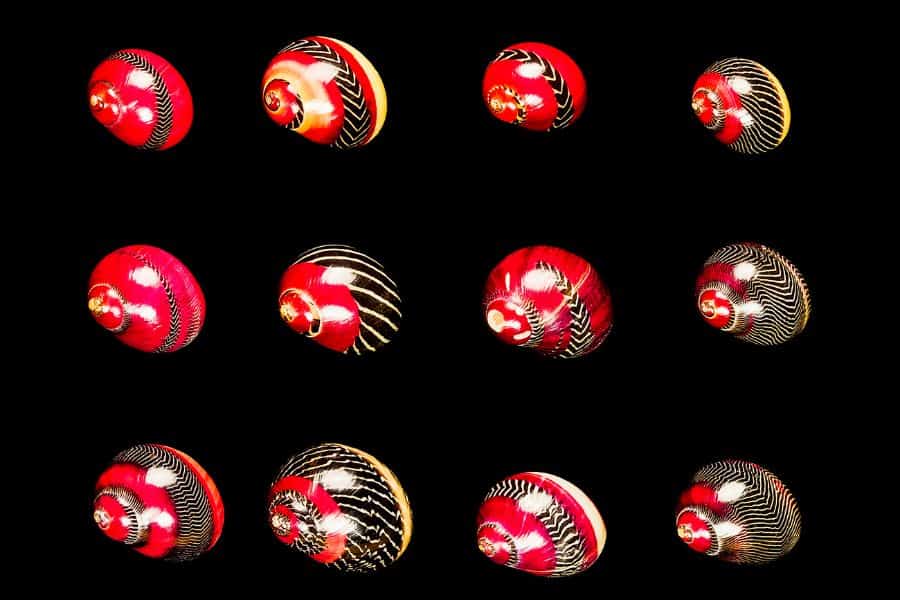 Red Racer Nerite Snail(Vittina Waigiensis)