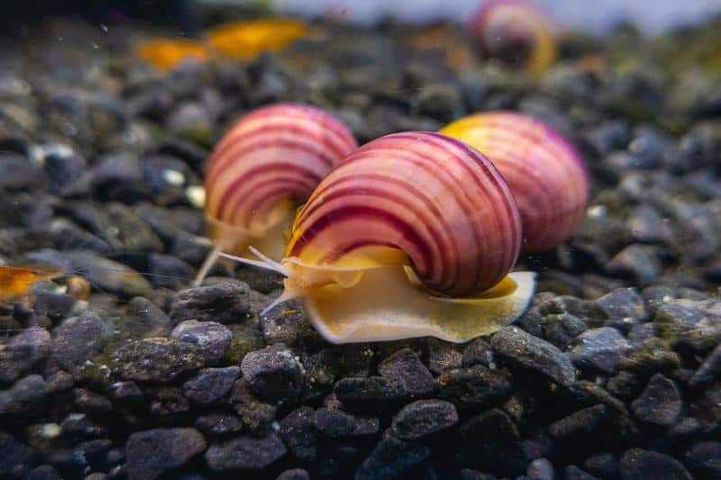 magenta mystery snails