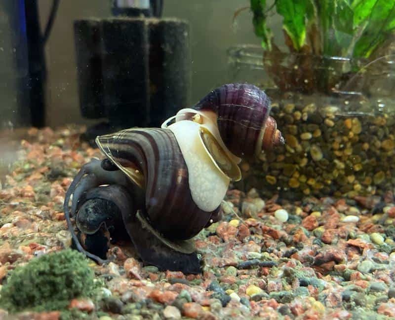 mystery snail breeding