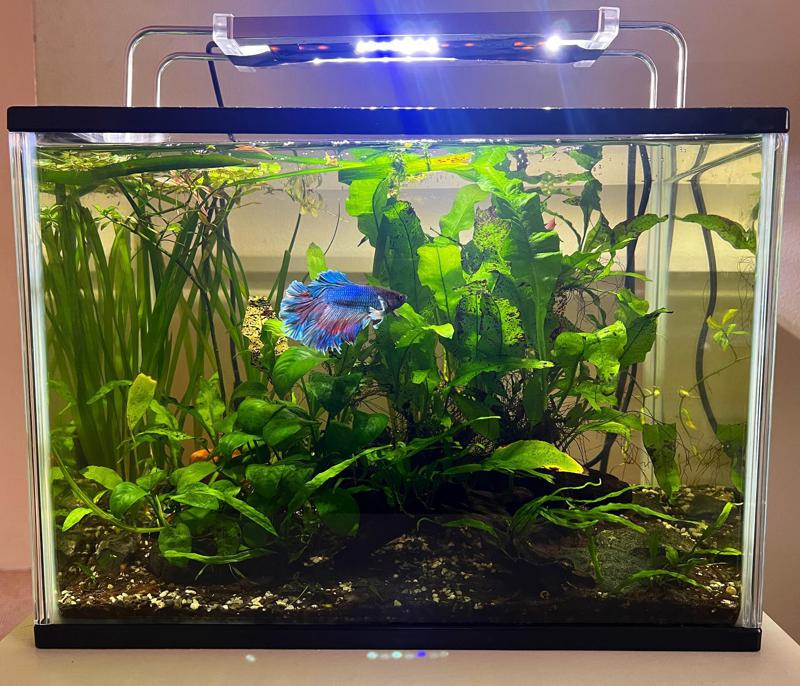 Betta Fish Tank