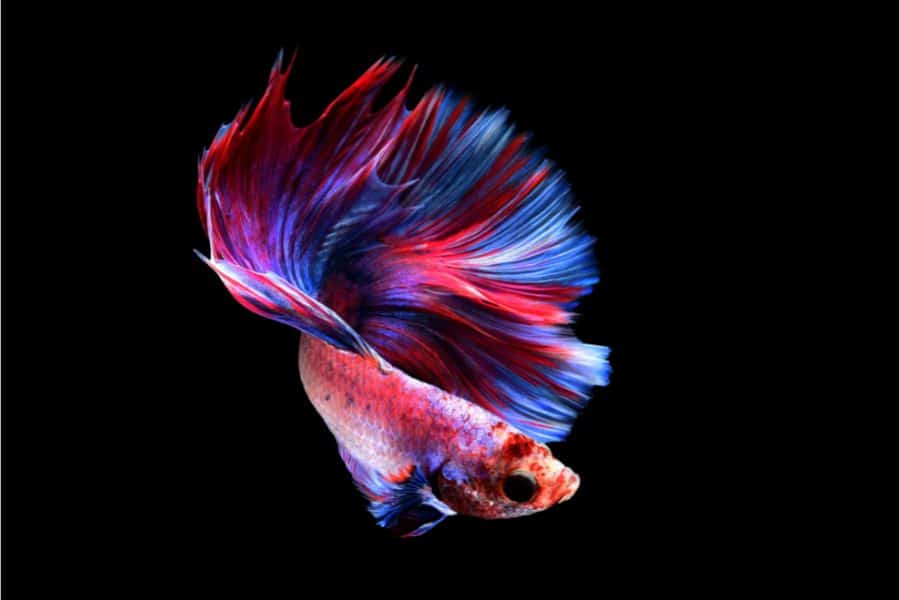 Can Betta Fish See in The Dark