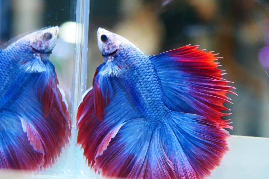 How Long Can a Betta Fish Go Without Water Change  