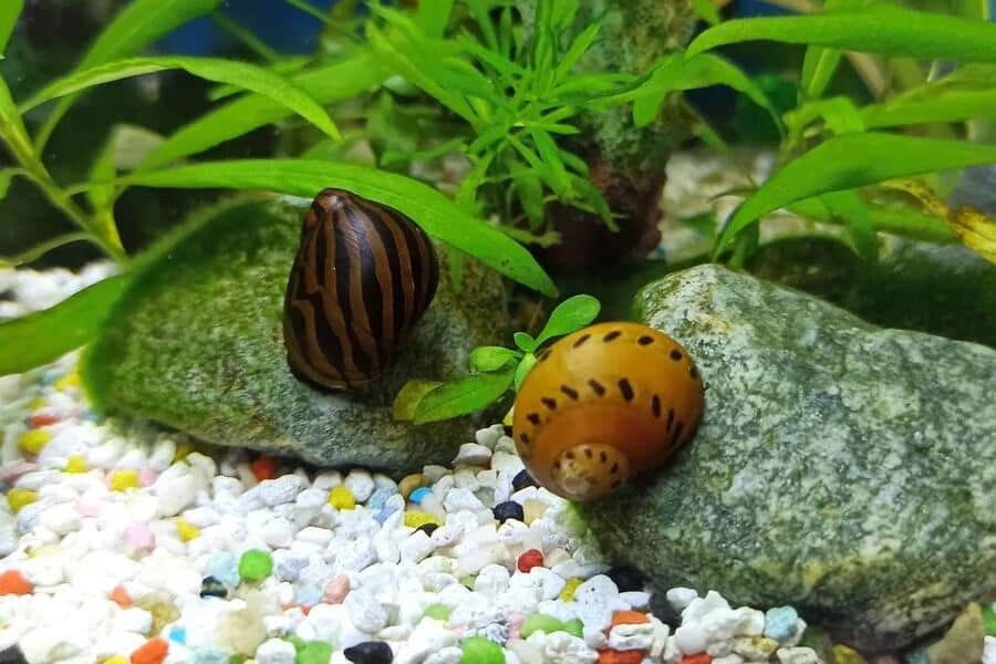 How to Tell If an Aquarium Snail Is Dead