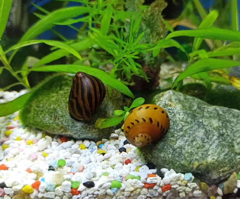Is My Aquarium Snail Dead