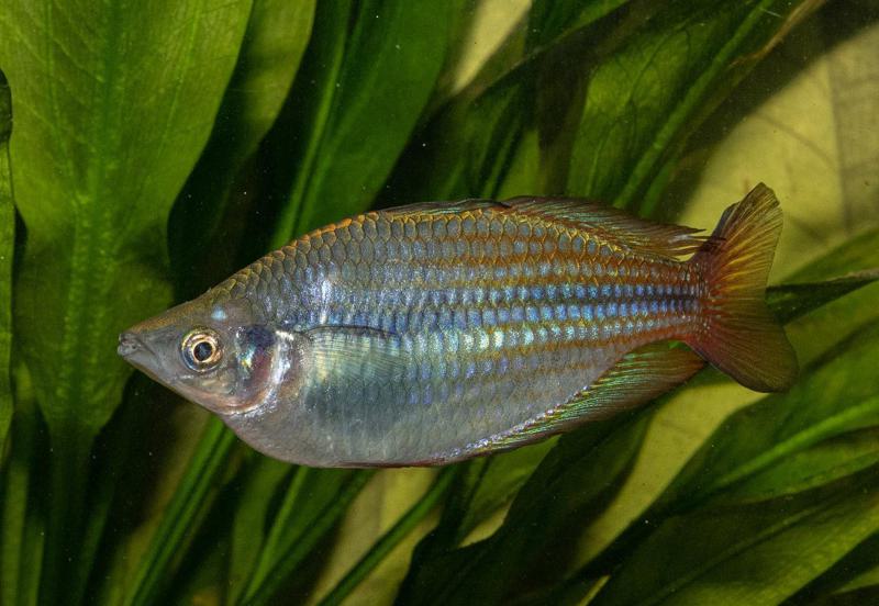 Australian Rainbow Fish Appearance and Size