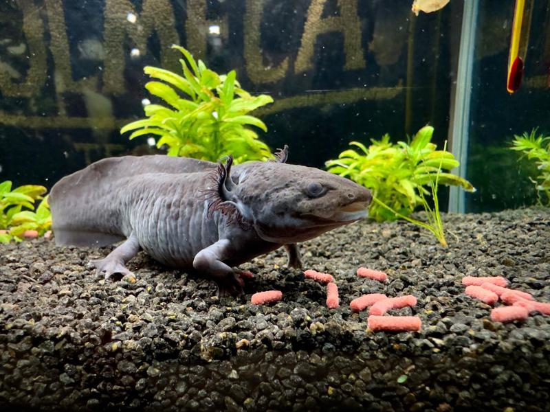 Axolotl Pellets