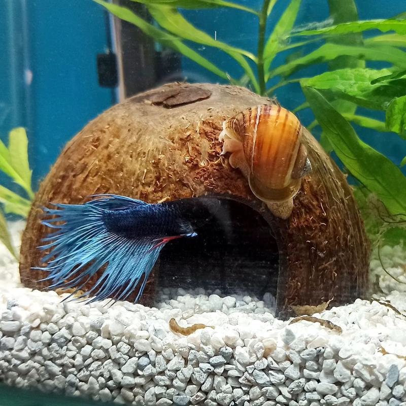 Benefits of Having Snails With Betta Fish