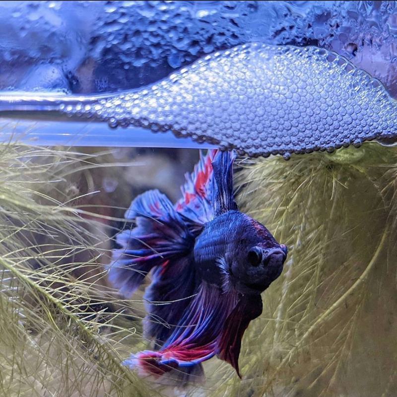 Bubble Nests: A Good Sign or a Bad Sign