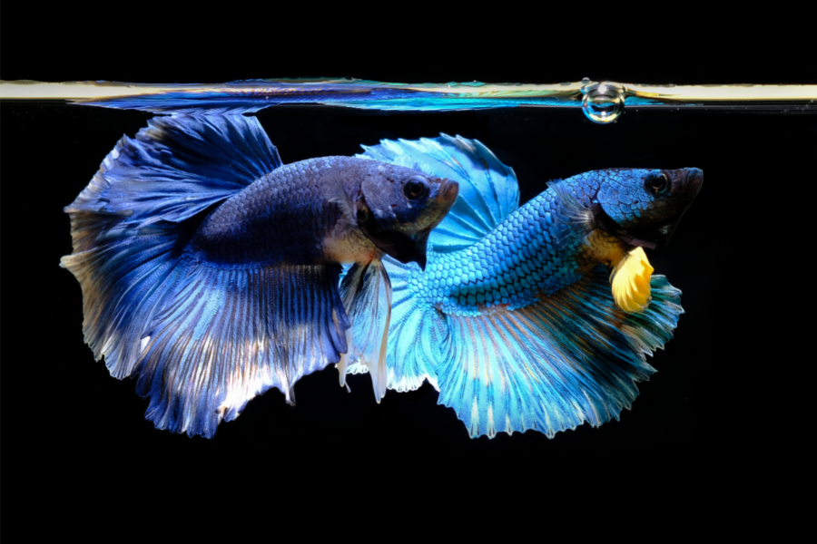 Types of Water for Betta Fish Tanks