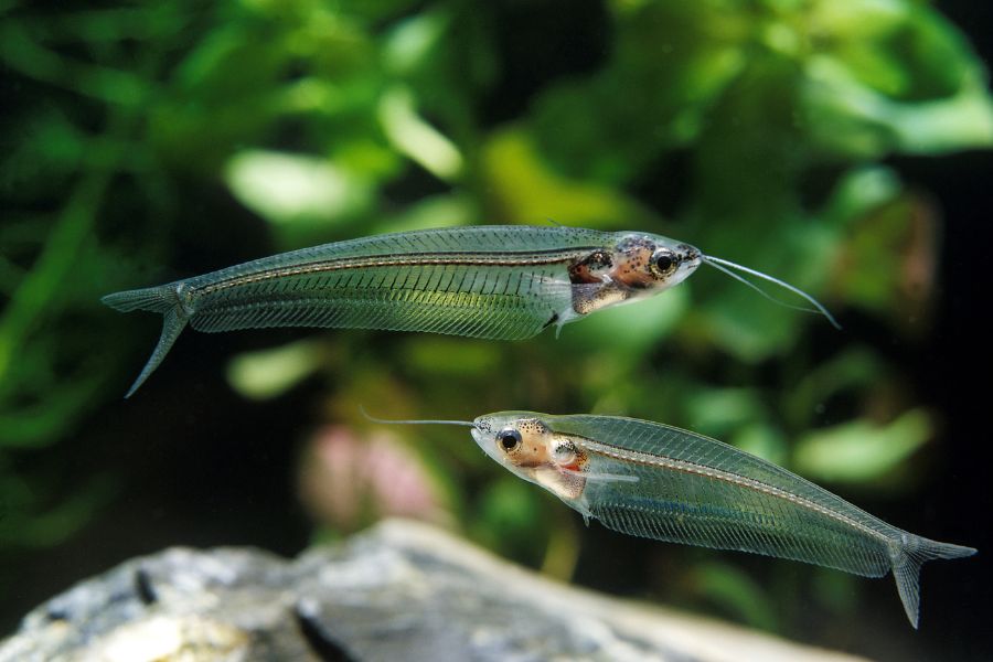 Glass Catfish (Kryptopterus vitreolus)