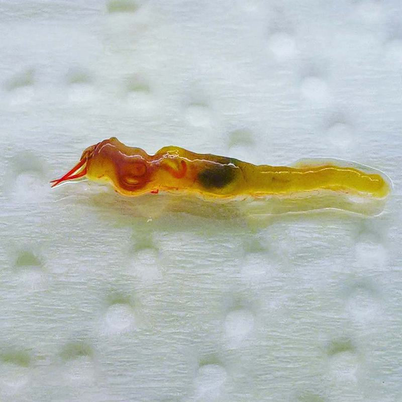 How Do Camallanus Worms Infect Fish