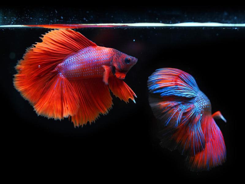 How Much Light Does a Betta Fish Need