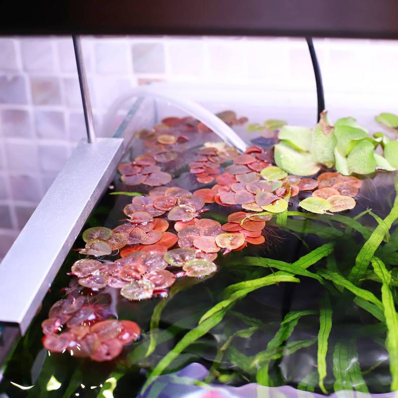 How to Add and Maintain Floating Plants