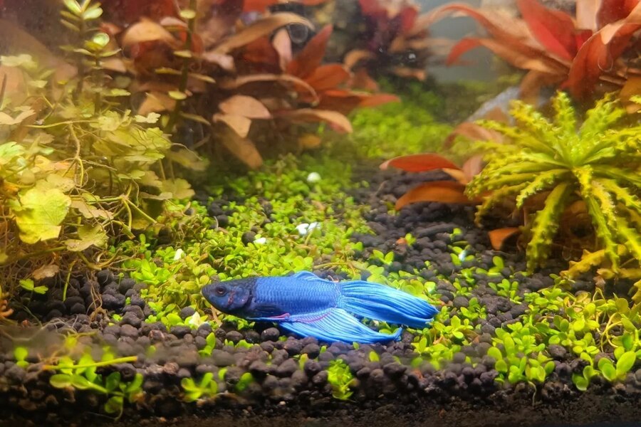 Signs of A Stressed Betta Fish