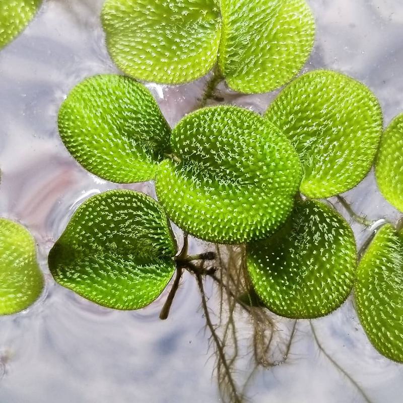 Water Spangle (Salvinia minima)