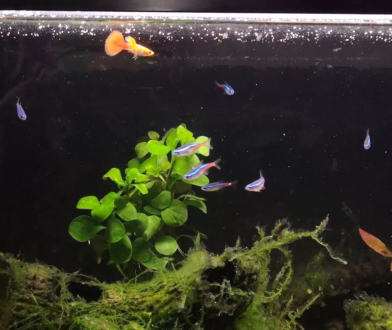 Water Requirements for Guppies and Tetras