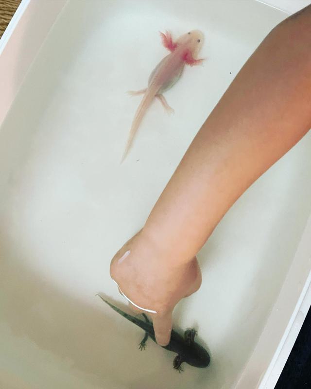 What Are the Risks Associated with Holding or Touching an Axolotl