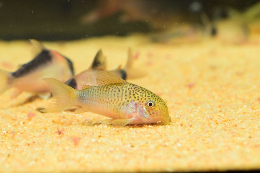 aquarium catfish