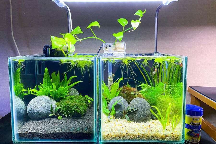 best tall aquarium plants