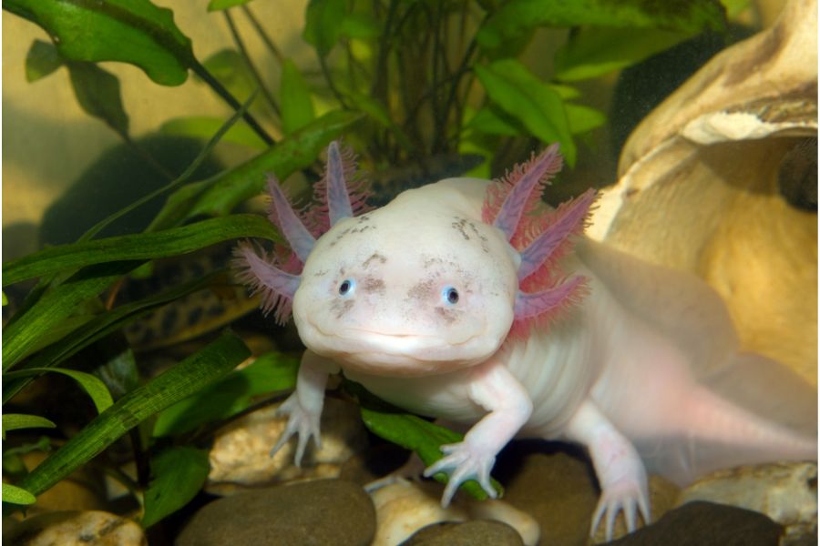 can you hold an axolotl