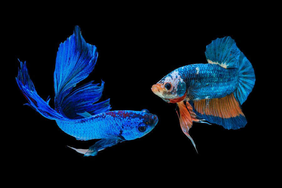 can you put a male and female betta together