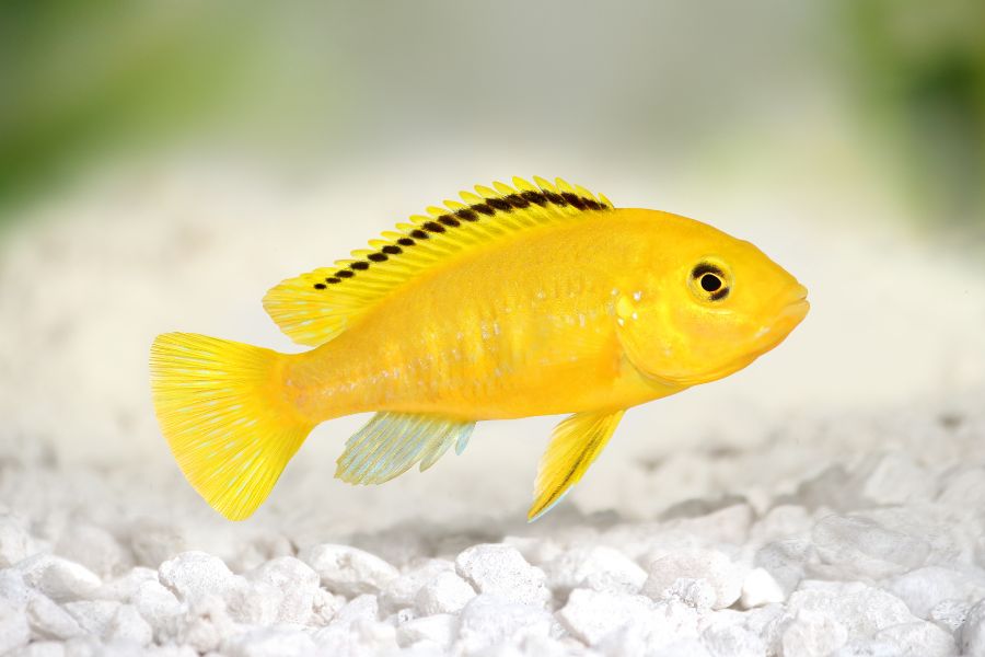 How Long Do African Cichlids Live 