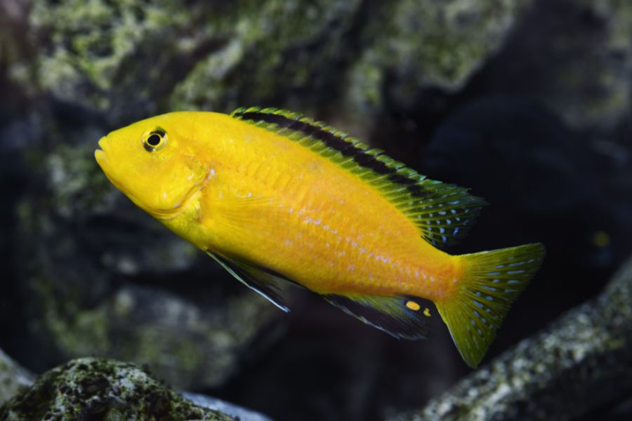 male yellow lab cichlid