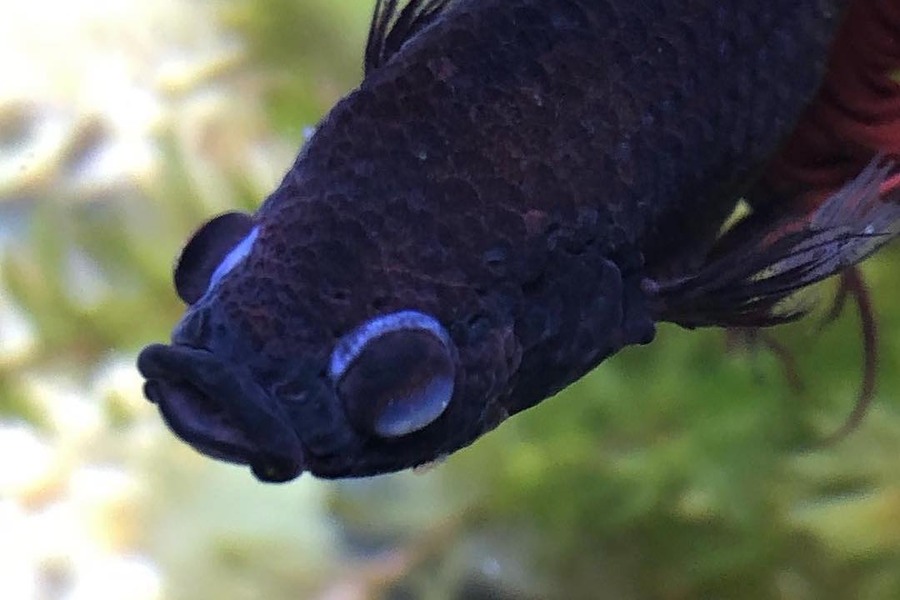 popeye fish